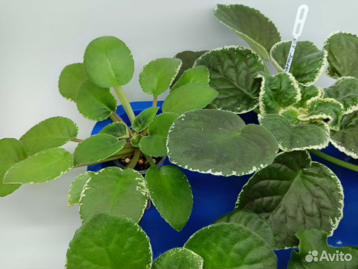 Сортовые фиалки набор