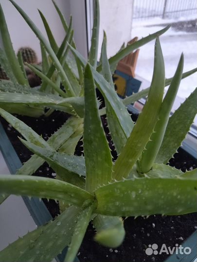 Комнатные растения