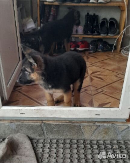 Собака немецкая овчарка