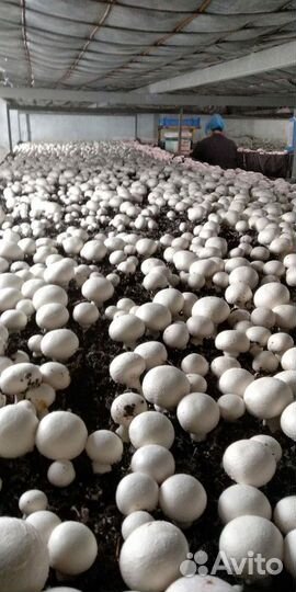 Компост для выращивания шампиньонов, субстрат