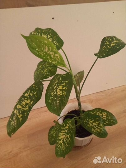 Диффенбахия