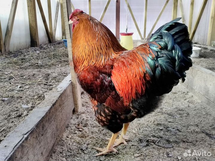 Петух Виандот