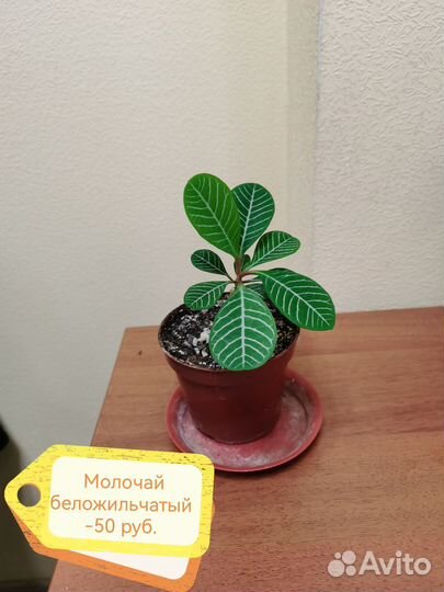 Комнатные цветы