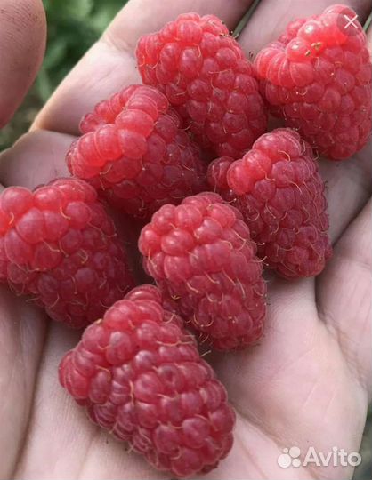 Ремонтантная малина 