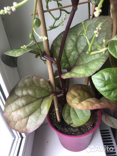 Филодендроны и базелло на опоре (крупные растения)