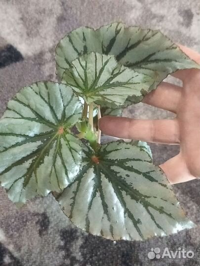 Бегония кейн рипсалис