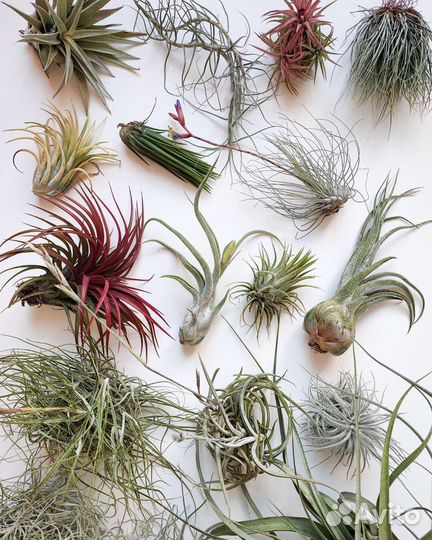 Тилландсия атмосферная