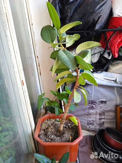 Разные цветы в горшках