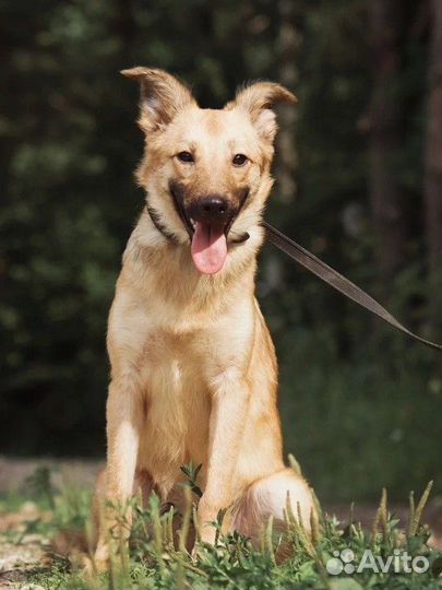 Милашка Фокси