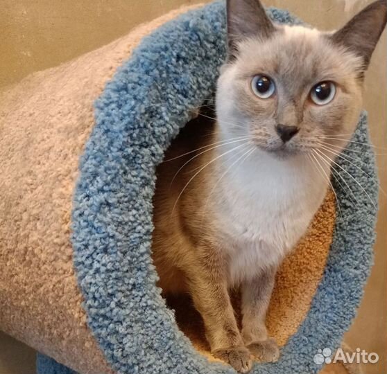 Кошки из приюта в дар