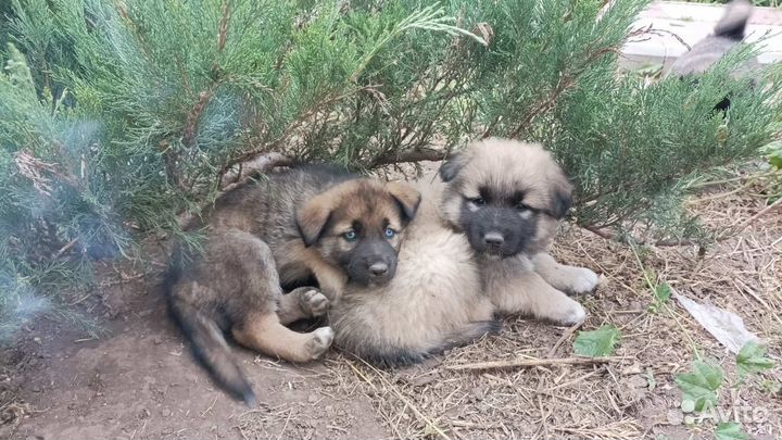 Собаки бесплатно в добрые руки щенки