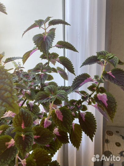 Колеусы вегетативные