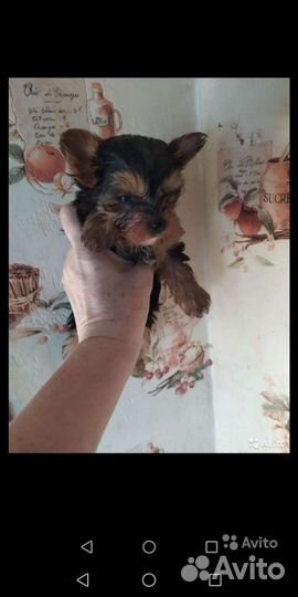 Йоркширский терьер доставка из Челябинска