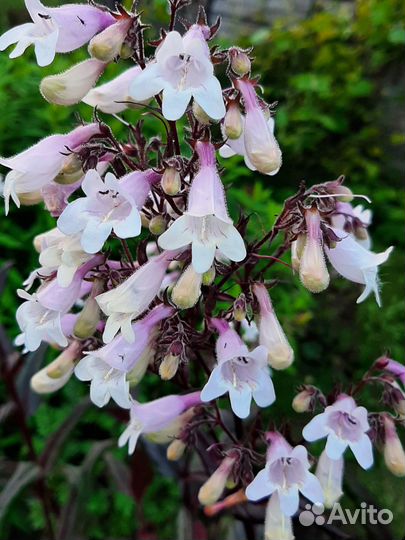 Пенстемон наперстянковый