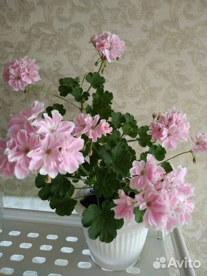 Пеларгония герань