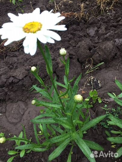 Рассада многолетних ромашек