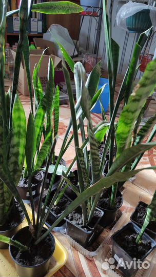 Сансевиерия