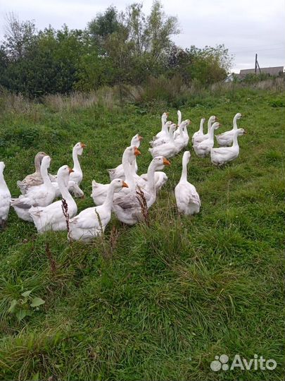 Холмогорские гуси