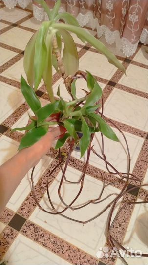 Растение золотой ус