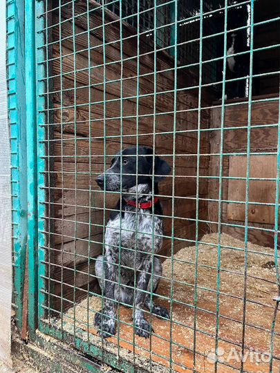 Отис ищет дом