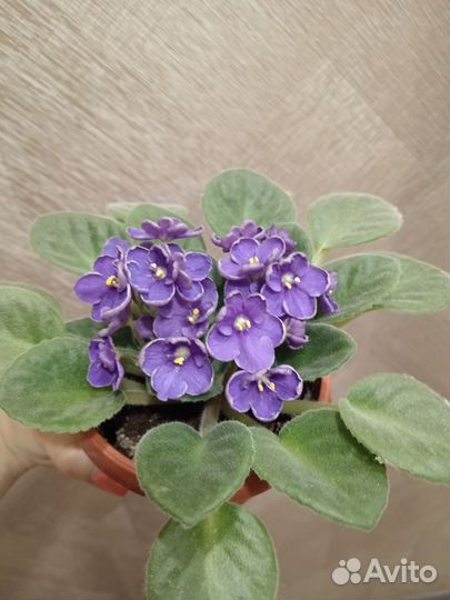 Фиалка (детки фиалки)