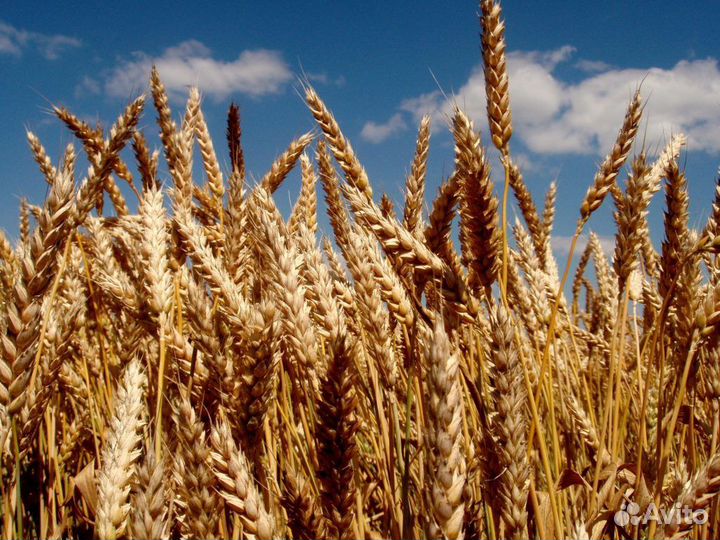 Пшеница озимая