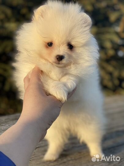 Шпицуля девочка