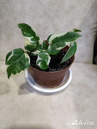 Эпипремнум neon и Н- джой