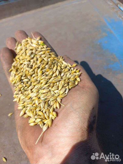 Зерно ячмень
