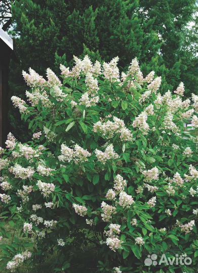 Гортензия метельчатая Киушу,Маджик Кендл,Беби лейс