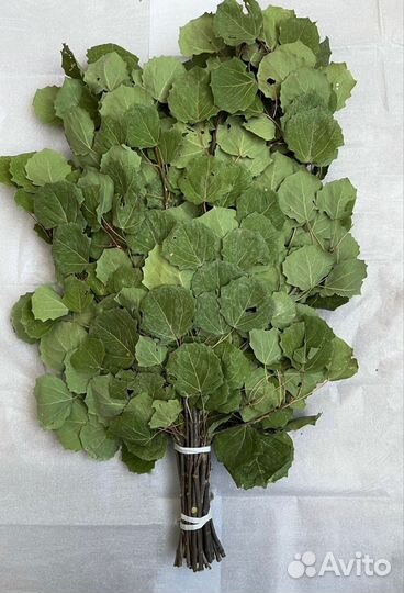 Берёзовые веники,дубовые,Осиновые, веник для бани