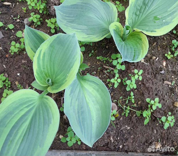 Хоста растение