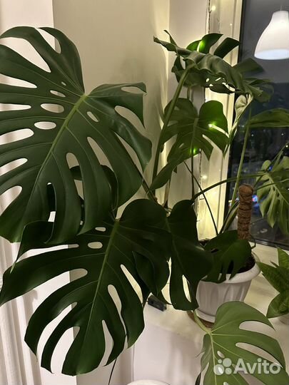 Монстера большая