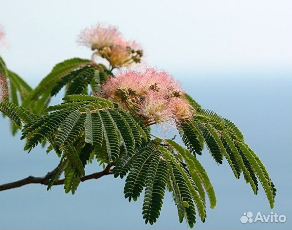 Альбиция ленкоранская