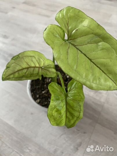 Сингониум Орм Мани