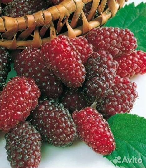 Ежемалина глен файн