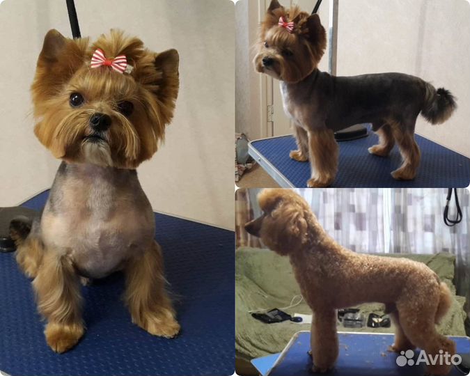 Стрижка животных