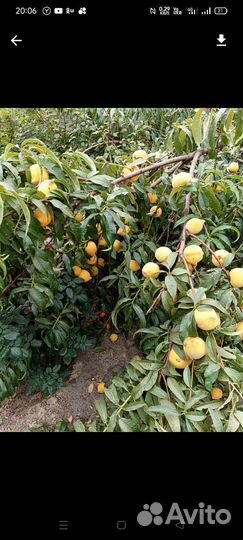 Саженцы персика