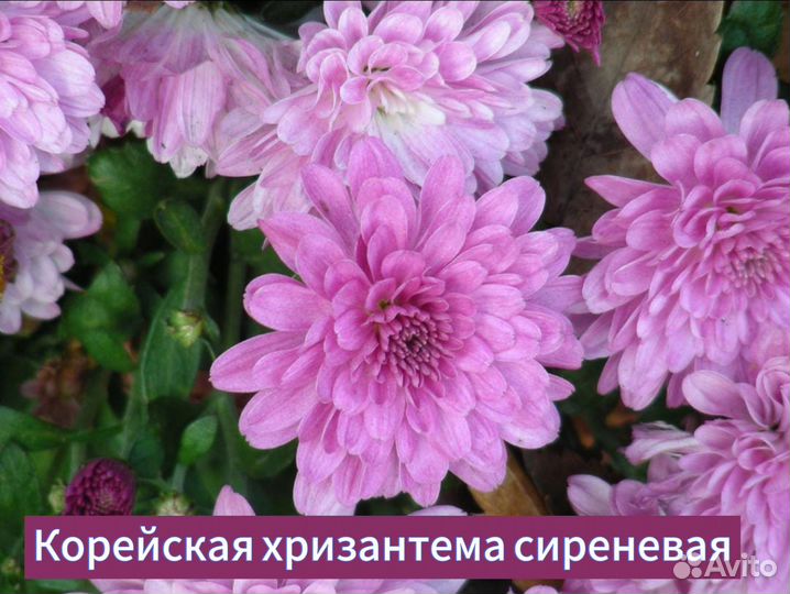 Хризантема, колокольчик, ромашка, лилия