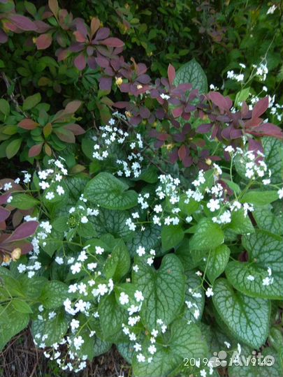 Бруннера, Мак вост