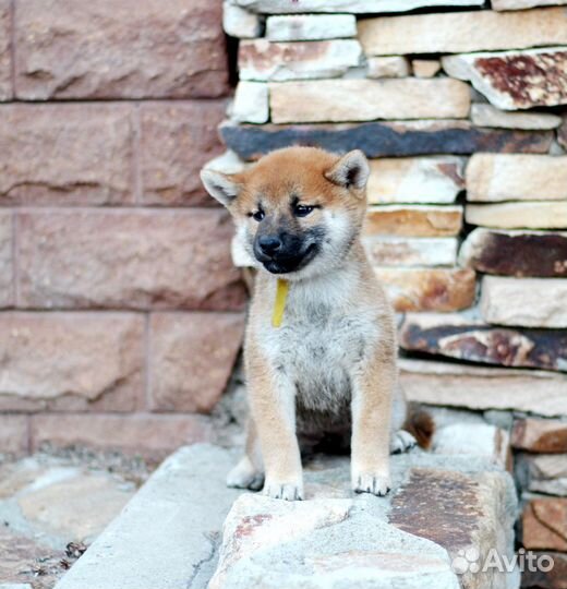 Милая девочка сиба шиба ину