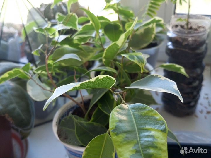 Комнатные цветы фикус бенджамина