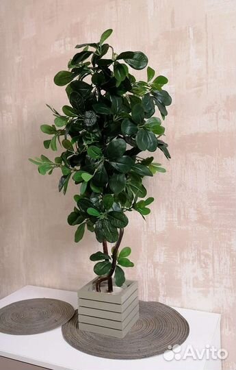 Шефлера мини-дерево