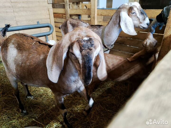 Дойные нубийские козы