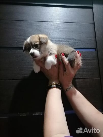 Вельш-корги пемброк девочка