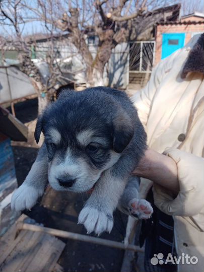 Щенки в хорошие руки