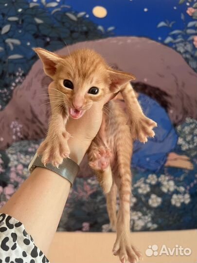 Ориентальные котята