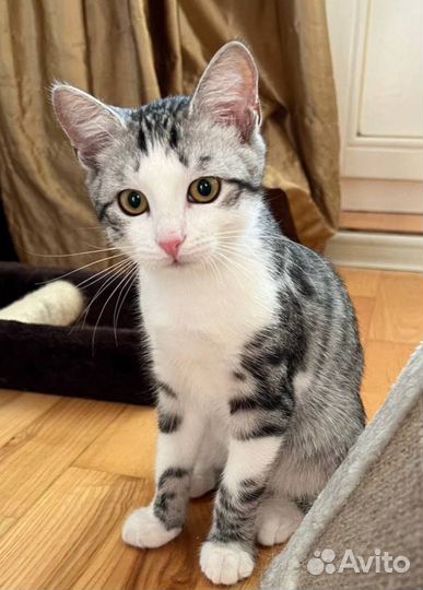 Кошка в дар бесплатно