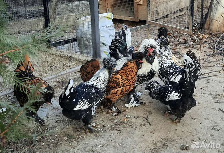 Инкубационное яйцо Павловских кур