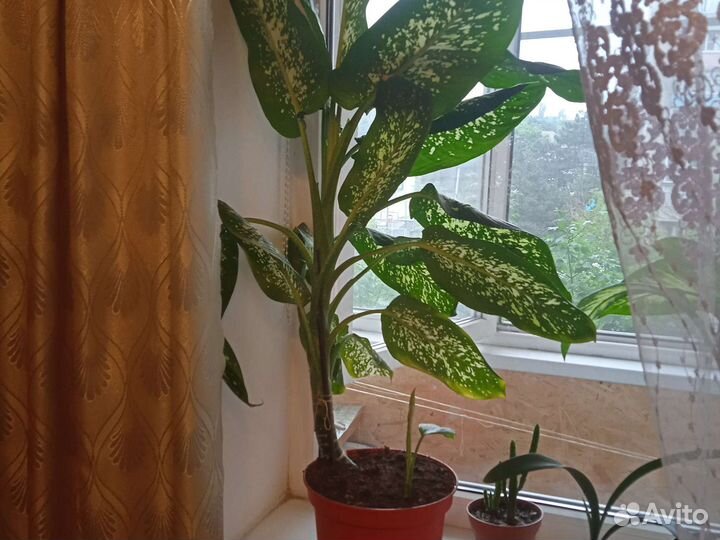 Диффенбахия